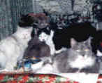 Cats_on_Table_P.2.jpg (3649 bytes)