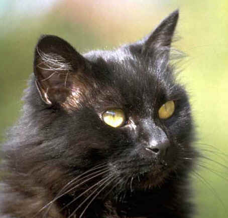 Copy of black cat face.jpg (43205 bytes)