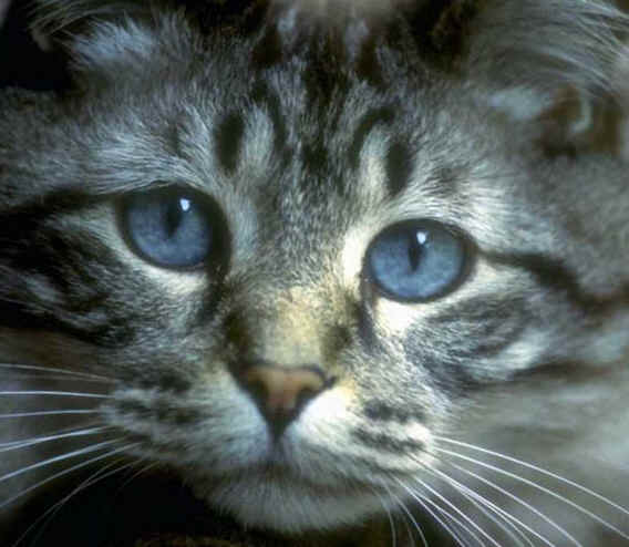Copy of blue-eyed cat.jpg (55801 bytes)