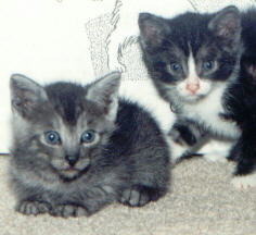 Two_tiny_kittens.jpg (36852 bytes)