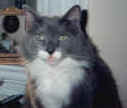 Cat_By_Window_P.2.jpg (3088 bytes)
